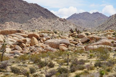 Joshua tree national park california