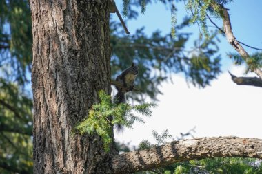 Ormandaki ağaçta bir sincap