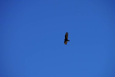 Gökyüzünde uçan bir kara kartal