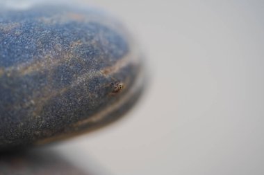 Sade kahve çekirdekli makro shot.