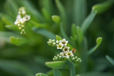 Bahçedeki güzel çiçekler