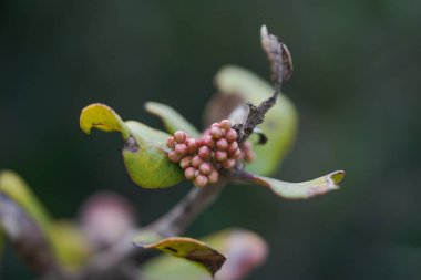 Bulanık arka planda kırmızı çiçekli güzel yeşil bir bitkinin yakın plan çekimi.