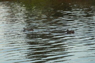 Gölde bir ördek sürüsü