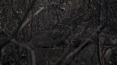 Yangından sonra ormanda yanan ağaç.