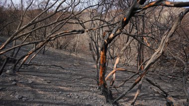 Yangından sonra ormanı yaktı. yanmış ağaçlar.