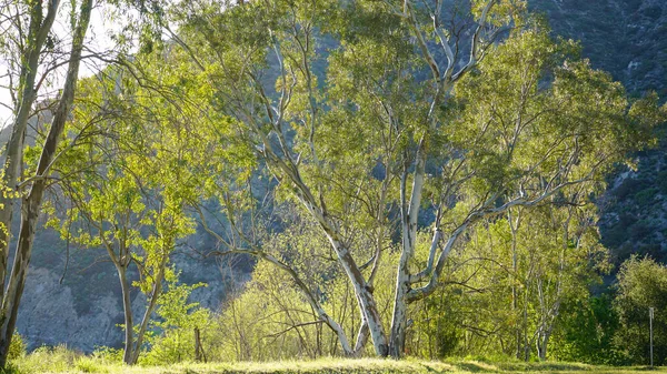 Ormanda bir ağacı olan güzel bir manzara.