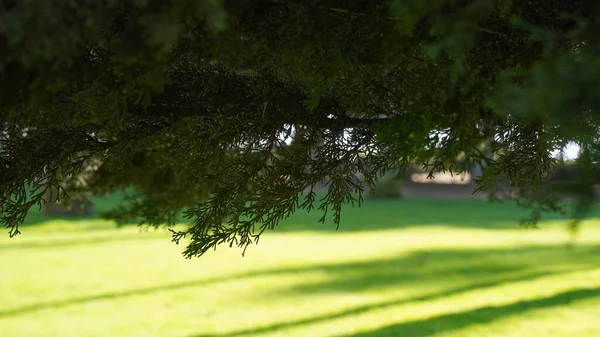 Ormanda yeşil çimenler