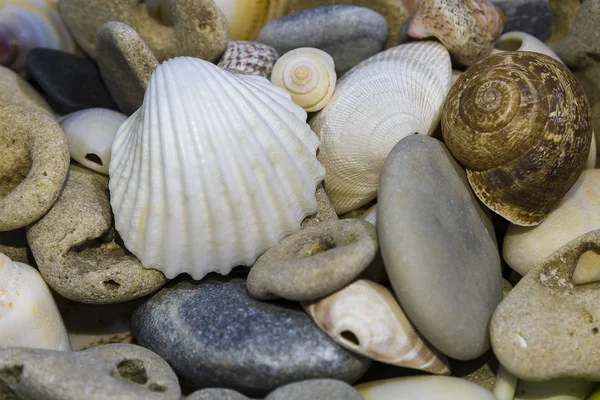 Muscheln Hintergrund Muscheln Muscheln — Stockfoto