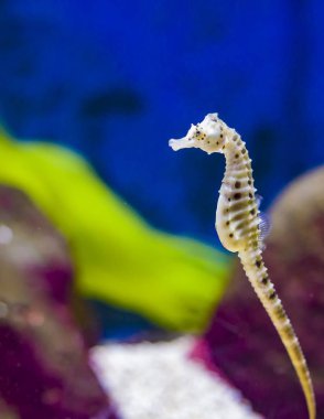 deniz atı Hippocampus Hippocampus yüzme alt, renkli, nadir