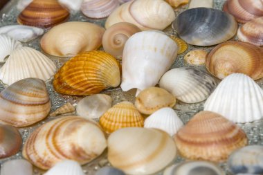 Arka plan olarak deniz kabuklarını, deniz kabukları koleksiyonu doğal kabuklar.