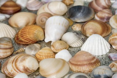 Arka plan olarak deniz kabuklarını, deniz kabukları koleksiyonu doğal kabuklar.