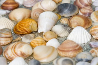 Arka plan olarak deniz kabuklarını, deniz kabukları koleksiyonu doğal kabuklar.