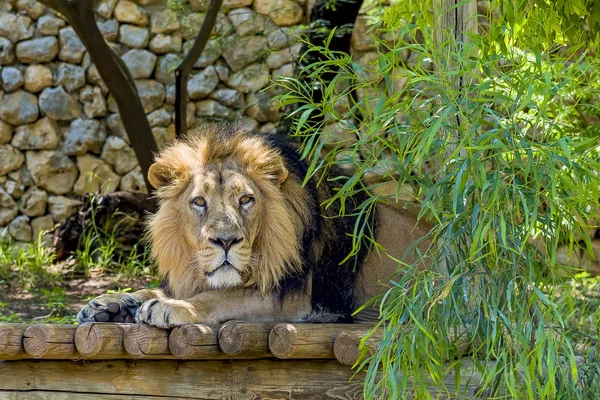 Hombre León Africano Descansando Una Cresta Rocosa Hermoso León Safari — Foto de Stock