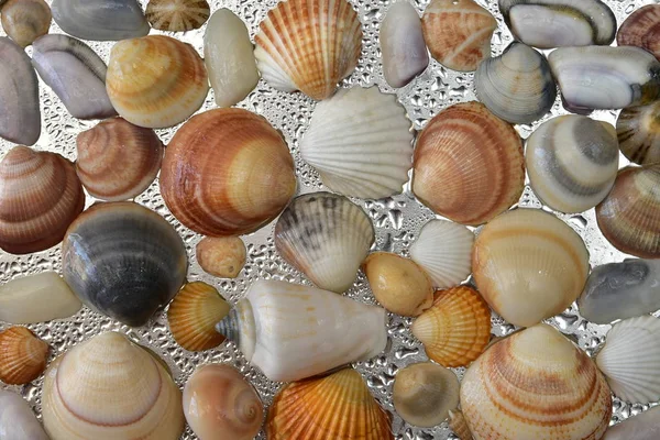 Seashells Como Fundo Conchas Mar Coleção Conchas Naturais — Fotografia de Stock