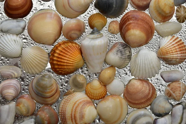 Seashells Background Sea Shells Collection Seashells Natural — Stock Photo, Image
