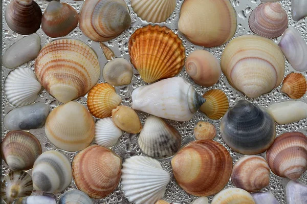 海贝壳为背景 贝壳收集贝壳自然 — 图库照片