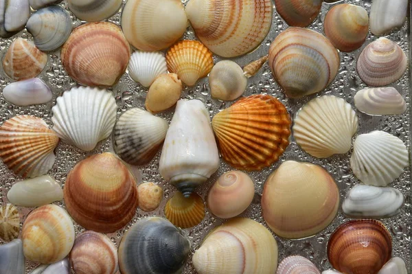 Seashells Como Fundo Conchas Mar Coleção Conchas Naturais — Fotografia de Stock