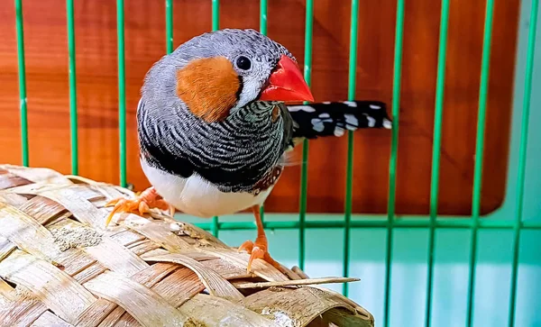 Erkek zebra finch Taeniopygia guttata Zebra finch bir perde üzerinde oturur.