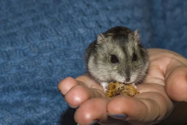 Petit Hamster Entre Les Mains Homme Macro Photo Concentrant Sur — Photo