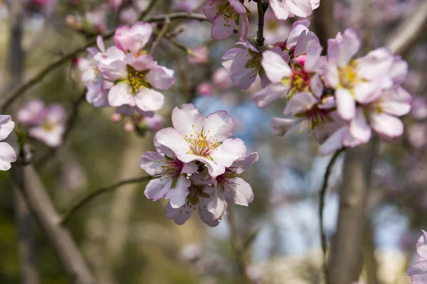 Almond blossom. Spring background Almond blossoms Jerusalim