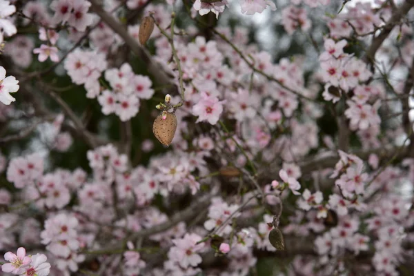 BlAlmond blossom. Spring background blossoms Almond Jerusalim — Stock Photo, Image