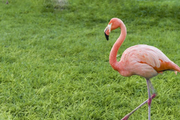 Three beautiful flamingos, two pink flamingos and one white flamingo stand in row together