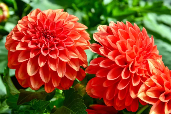 beautiful dahlia flower in the garden, dahlias pomponous red, dahlias Dahlia pompon flower.