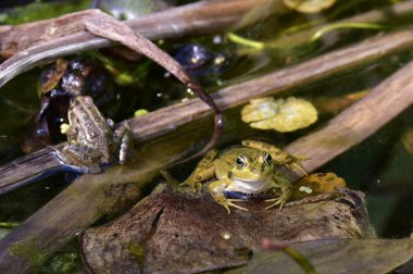 Bir yeşil kurbağa Rana esculenta karmaşık bir havuzda, yakın çekim.