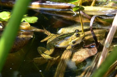 Bir yeşil kurbağa Rana esculenta karmaşık bir havuzda, yakın çekim.
