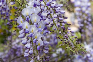 Wisteria Trellis. büyük views Creepers çiçekler bahar, açık mor, Wysteria,