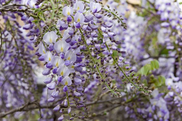 Wisteria Trellis. wielkie widoki pnączy kwiaty wiosna, jasny fioletowy, wysteria, — Zdjęcie stockowe