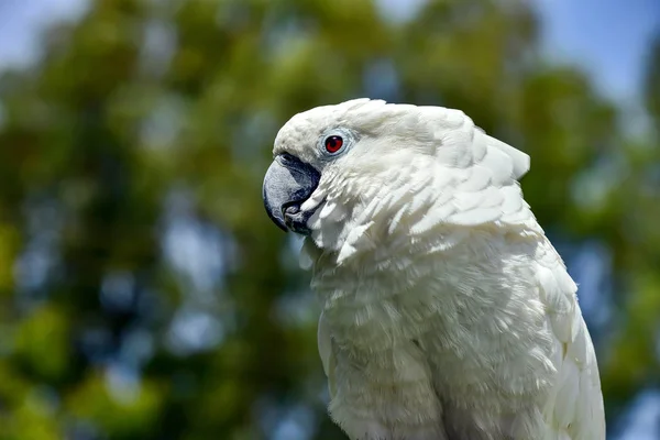Fehér papagáj állatkert, csinos, kén, fa, papagáj, natív, — Stock Fotó
