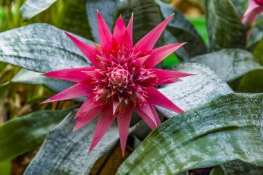 Pembe Çiçekli Güzel Bromeliad. Bromeliads en popüler ve bakımı kolay ev bitkileri biridir.