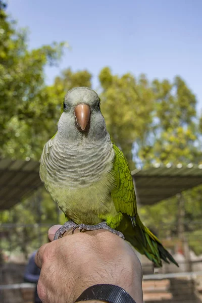 Olsen loro verde pájaro comer nuez en la mano, Comida loro Amazonas Loro verde en la mano . —  Fotos de Stock