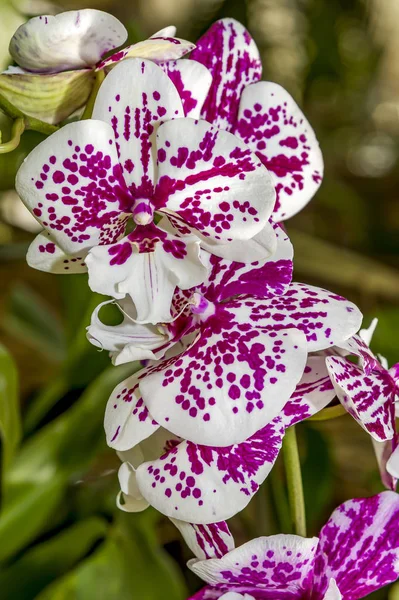 Flor de la orquídea en el jardín en invierno o día de primavera para la belleza de la postal y el diseño concepto de la idea de agricultura. Orquídea Phalaenopsis . — Foto de Stock