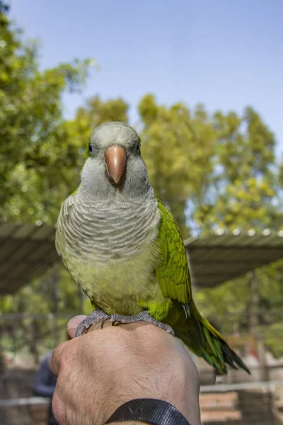 Olsen loro verde pájaro comer nuez en la mano, Comida loro Amazonas Loro verde en la mano . —  Fotos de Stock