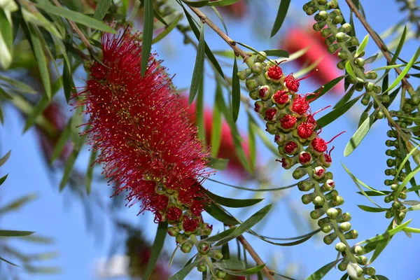 Fiori rossi di albero pennello bottiglia Callistemon callistemon viminalis rosso — Foto Stock