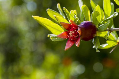 Nar ağacı çiçekleri nar çiçekleri doğal çiçeklenme