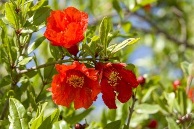 Nar ağacı çiçekleri nar çiçekleri doğal çiçeklenme