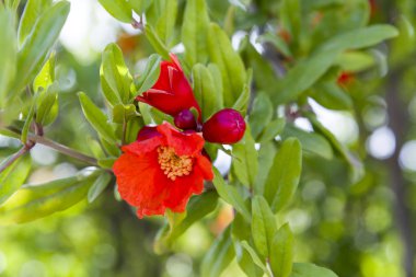 Nar ağacı çiçekleri nar çiçekleri doğal çiçeklenme