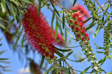 Şişe fırça ağacı Callistemon callistemon viminalis kırmızı kırmızı çiçekler