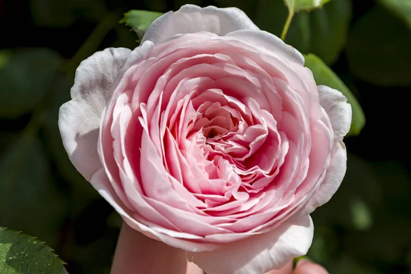Beautiful pink rose closeup pink close up delicate rose