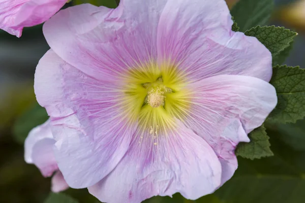 Fleur rose vif hollyhock dans le jardin. Fleurs de mauve. Profondeur de champ faible. Concentration sélective. — Photo