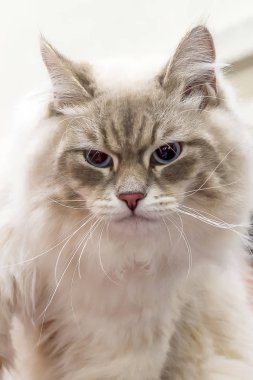 kedi portre gri bir kedi portresi.