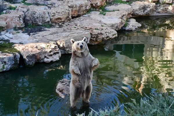 Un orso bruno si erge su una pietra grigia e ci guarda con attenzione . — Foto Stock