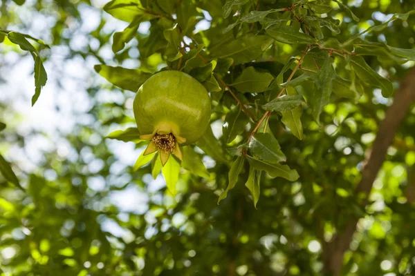 Čerstvé zelené ovoce z granátové jablka na větvi proti — Stock fotografie