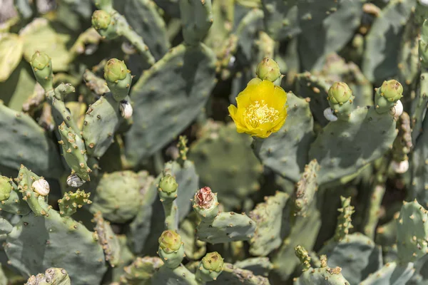 Floraison printanière sur un cactus de poire piquante — Photo