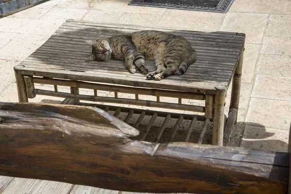 Cat sleeping on the table in the garden