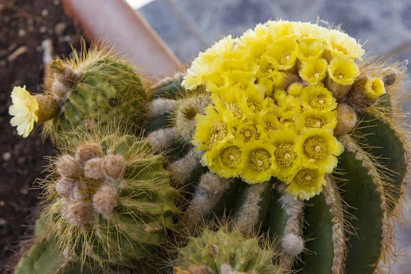 Selektiver Fokus, Kaktus mit schöner gelber Blüte — Stockfoto