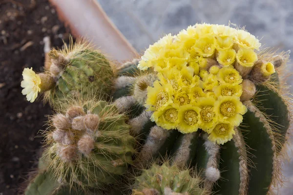 Foco seletivo, Cacto com bela flor amarela — Fotografia de Stock